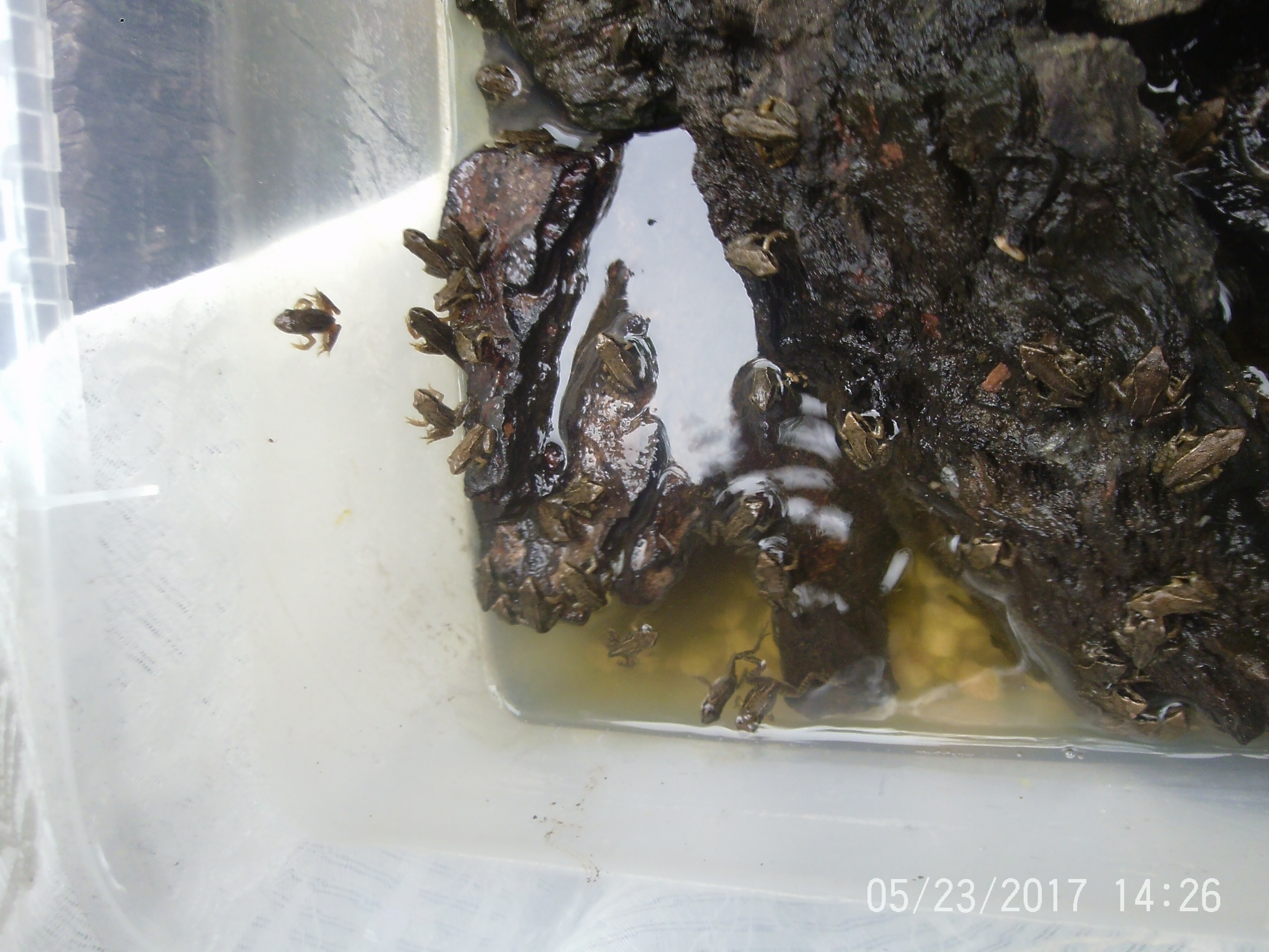 Gardening and Frogs