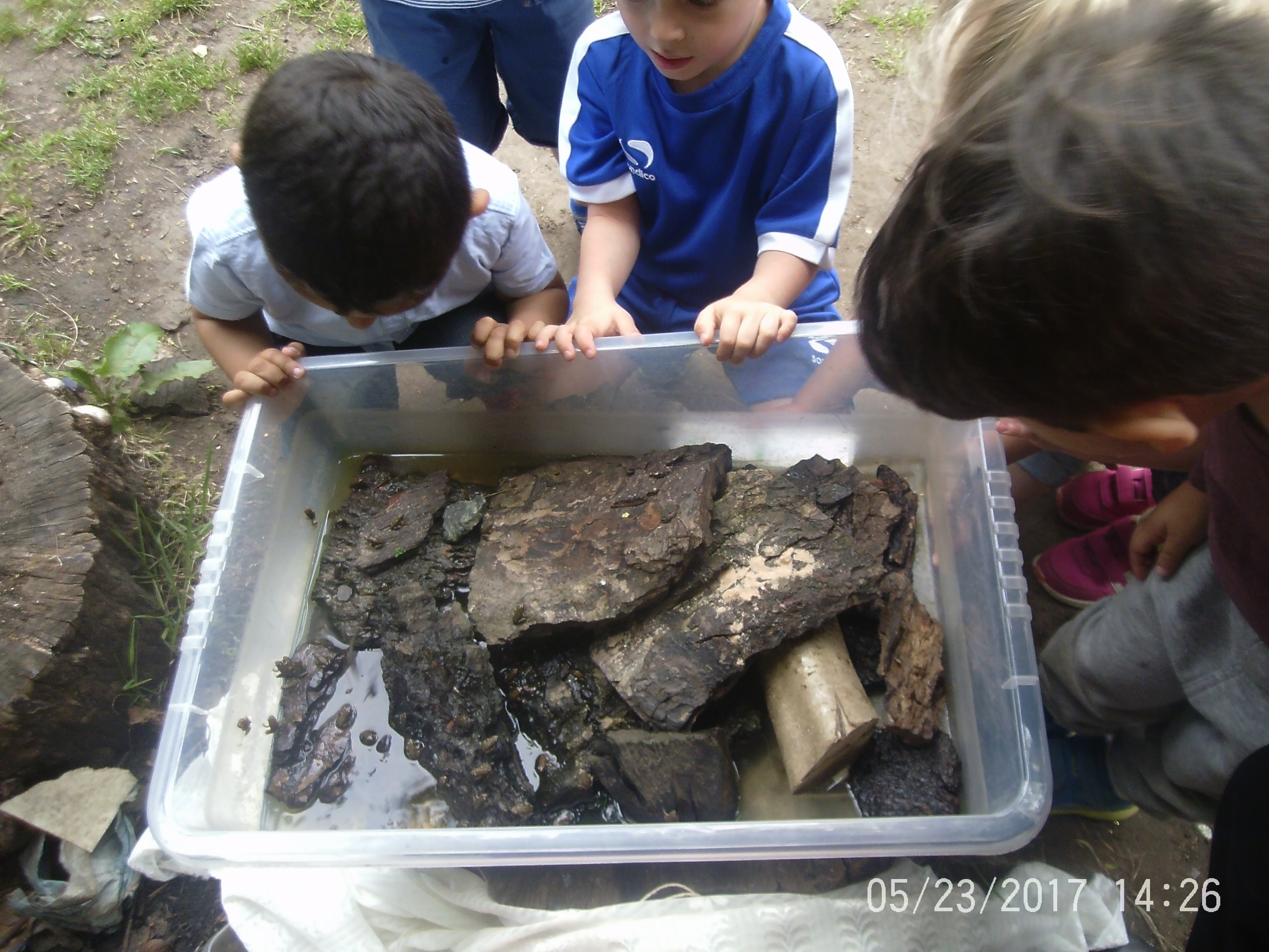 Gardening and Frogs