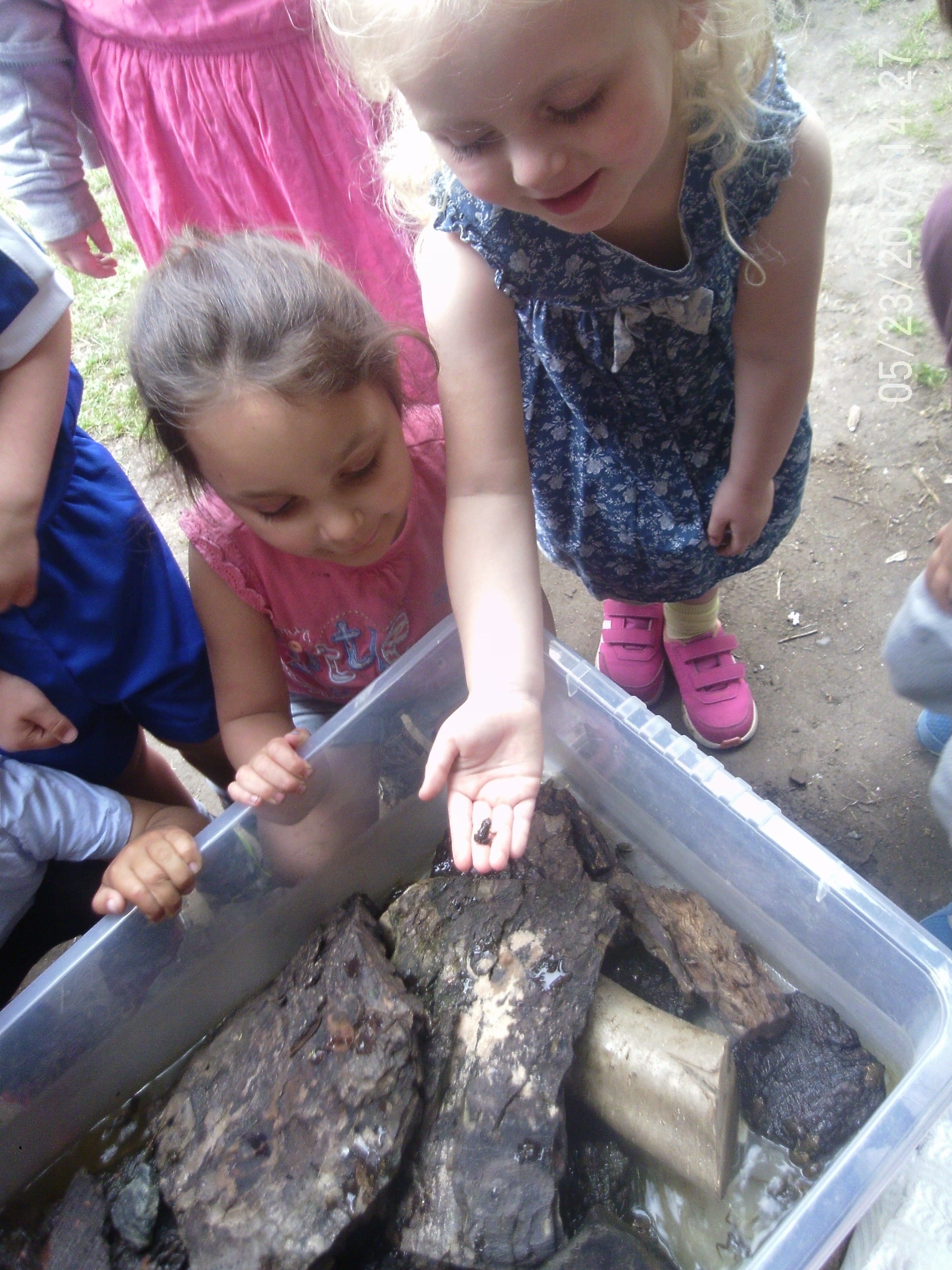 Gardening and Frogs