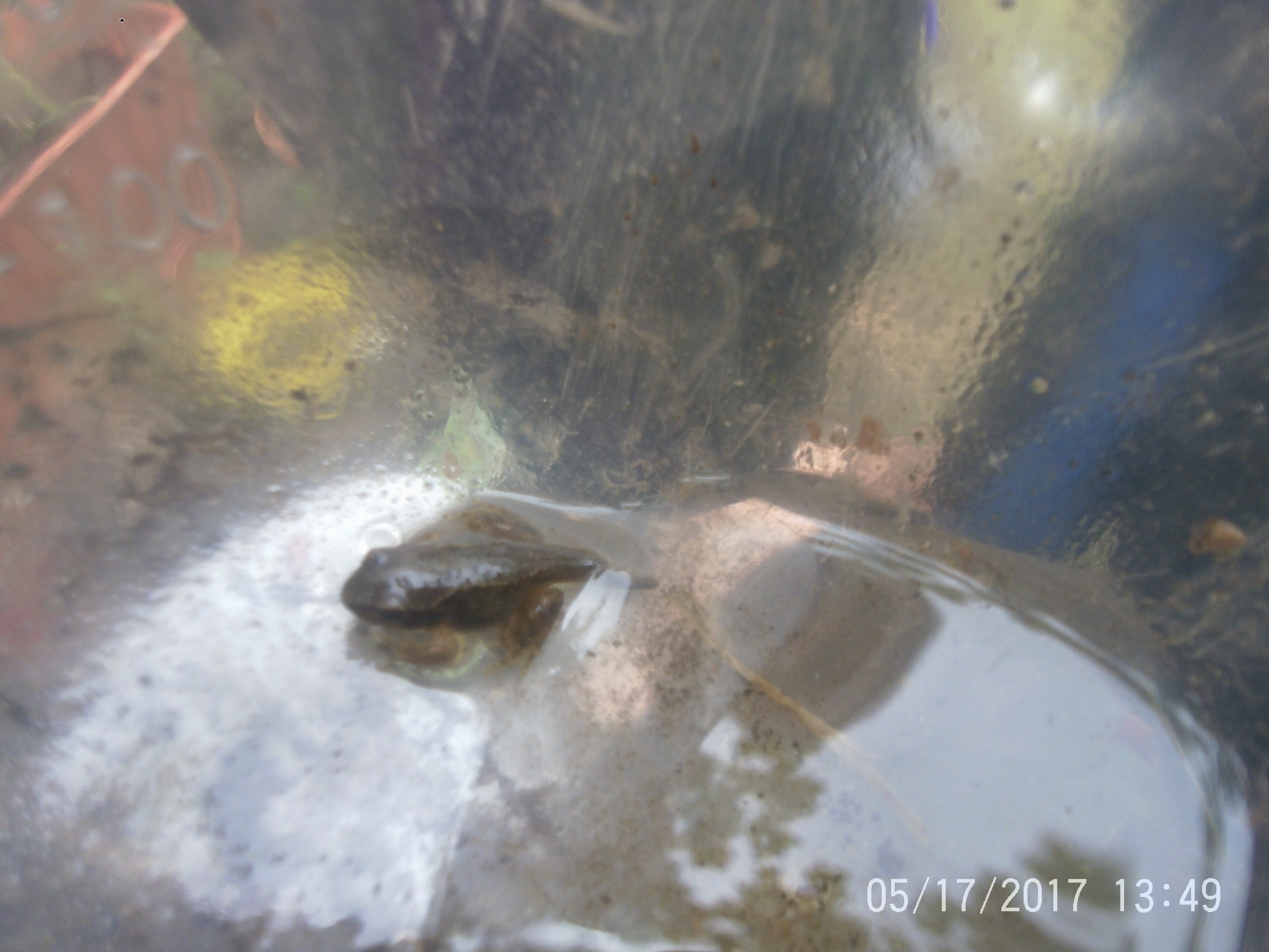 Gardening and Frogs