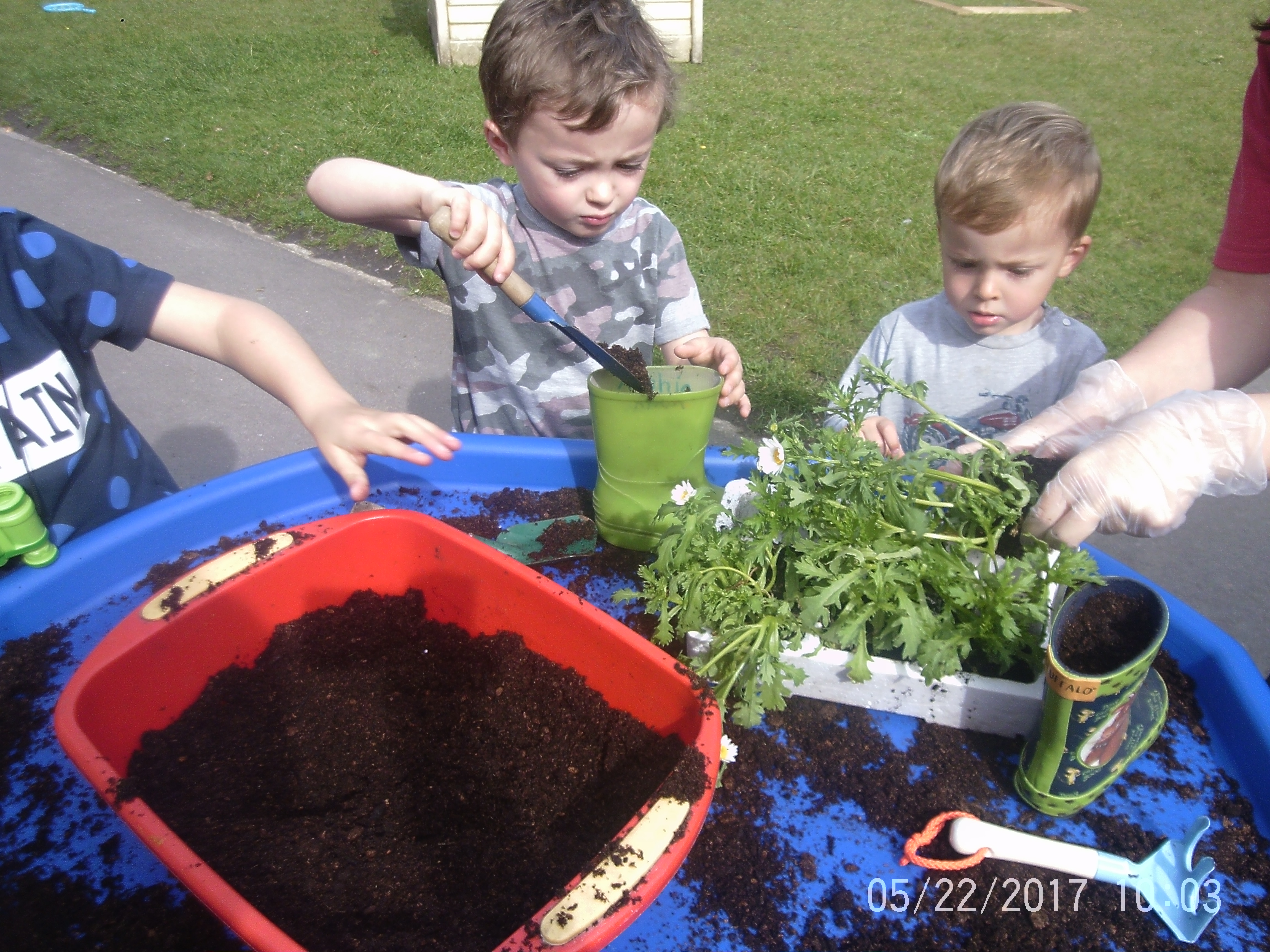 Gardening and Frogs