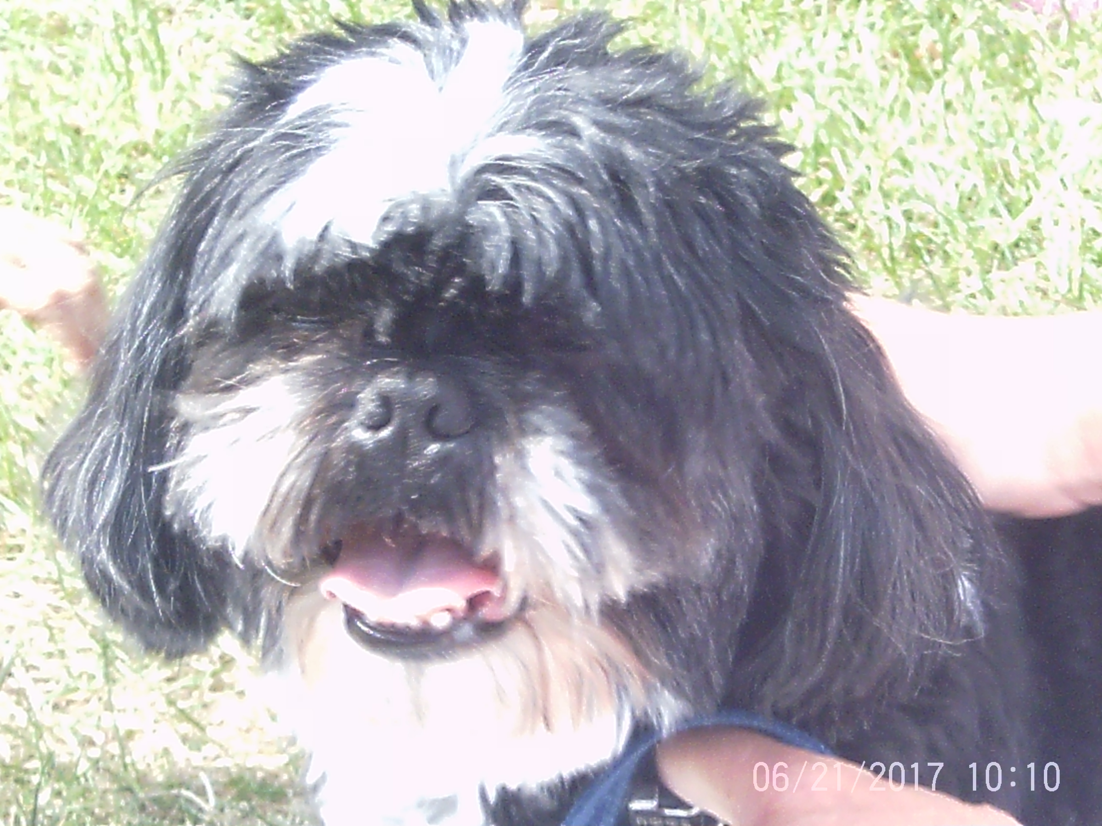 Pet Week
