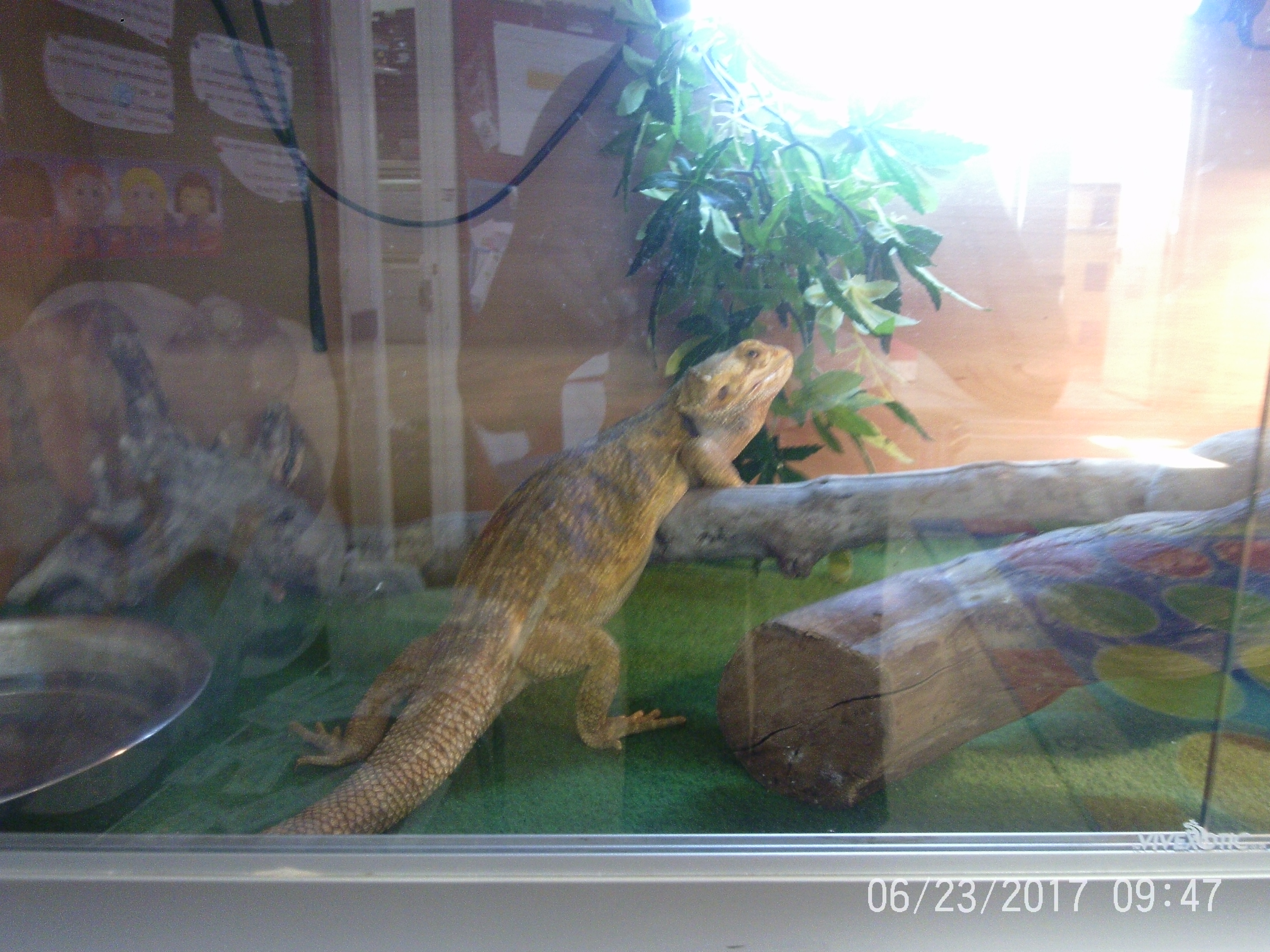 Pet Week