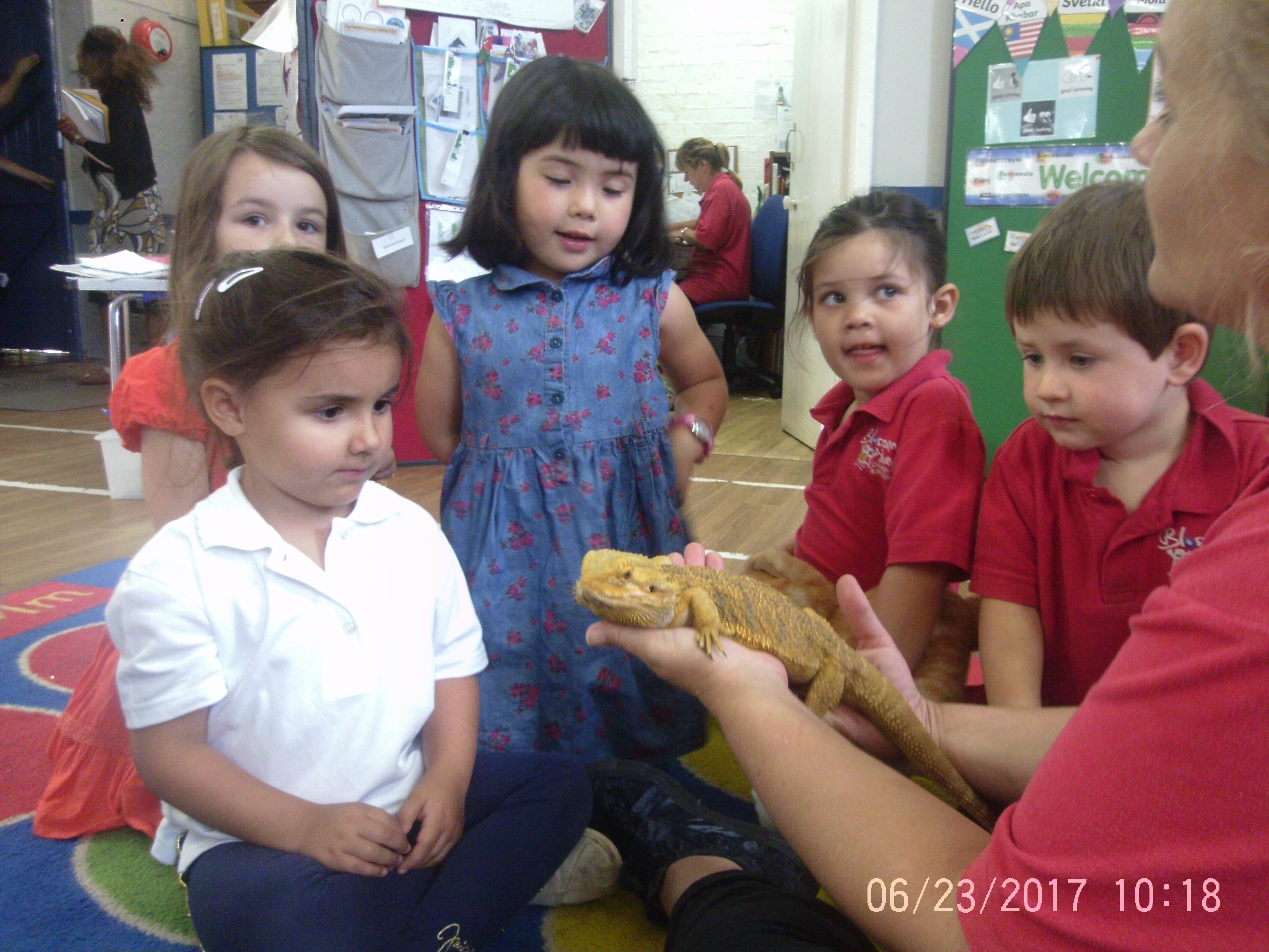 Pet Week