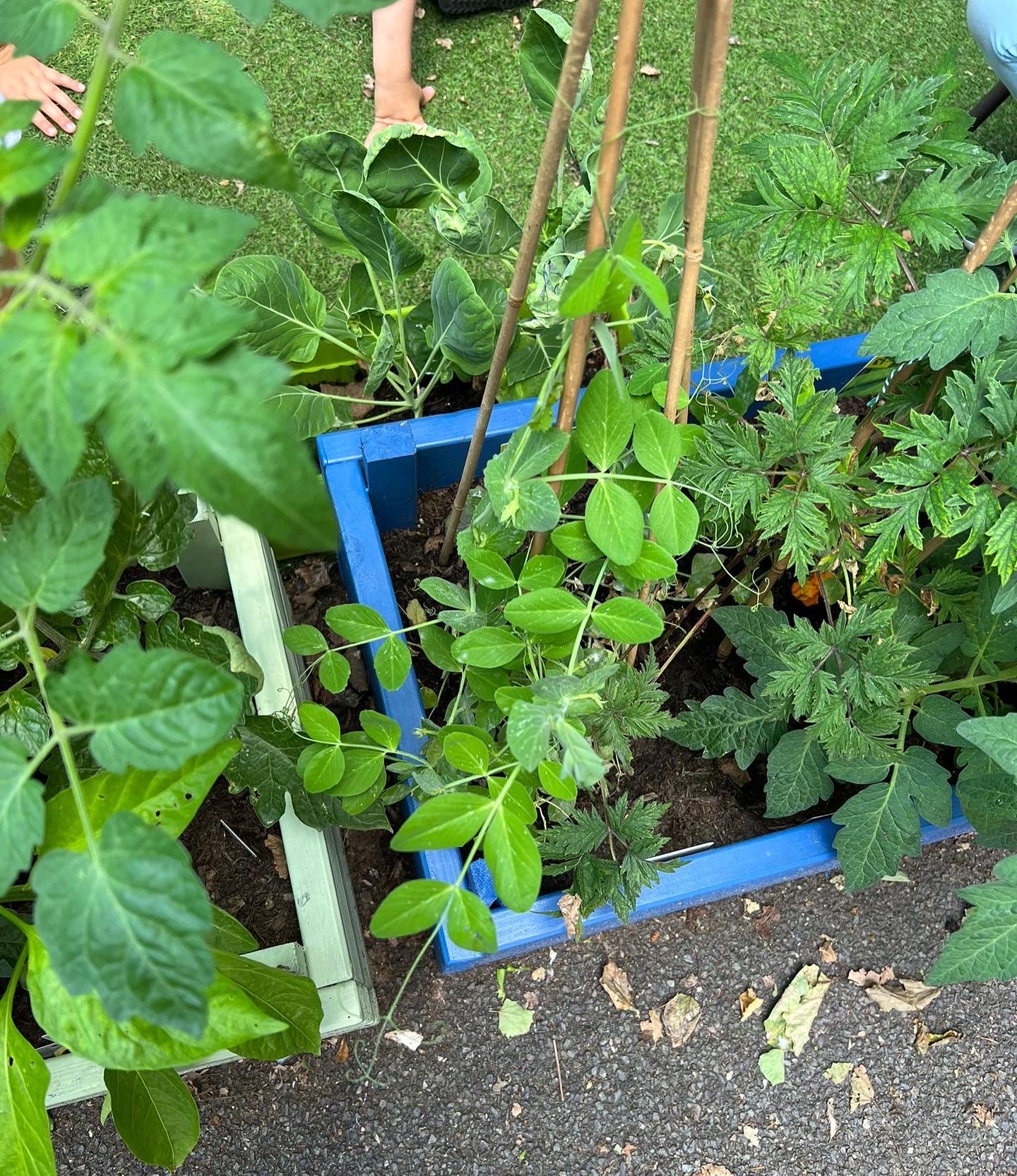 Valeswood picks pods!